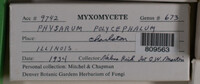 Physarum polycephalum image